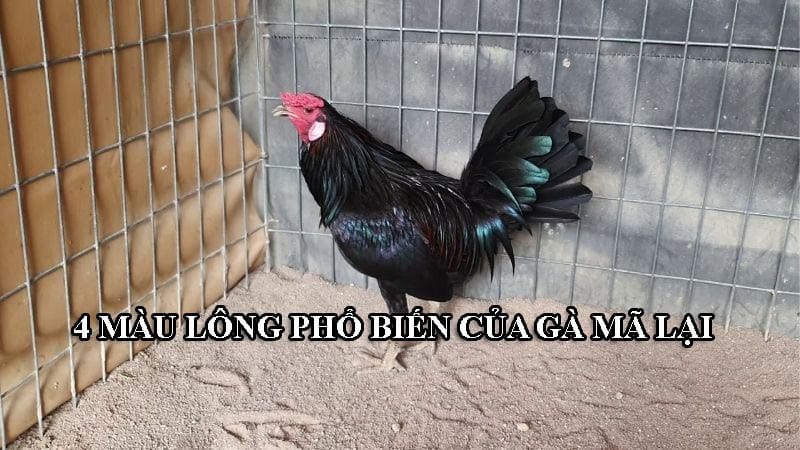 Gà mái mã có 4 màu lông phổ biến