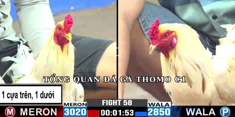 Tổng quan đá gà Thomo C1