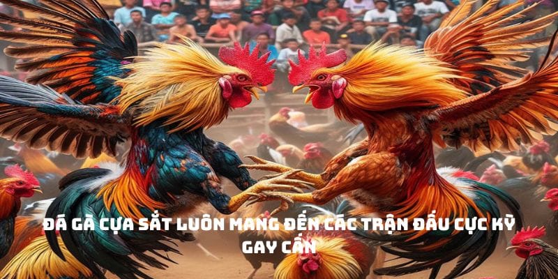 Đá gà cựa sắt luôn mang đến các trận đấu cực kỳ gay cấn