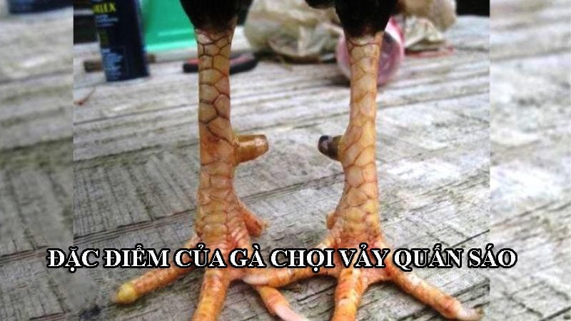 Đặc điểm của vảy quấn sáo trên gà chọi