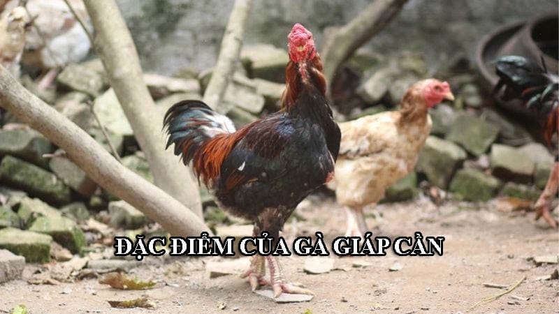 Đặc điểm của chiến kê giáp cần được nhiều người chú ý quan sát