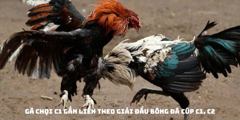 Gà chọi C1 gắn liền theo giải đấu bóng đá cúp C1, C2