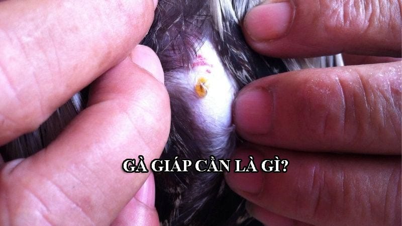 Giáp cần là tên gọi của dòng gà nổi tiếng giới đá gà