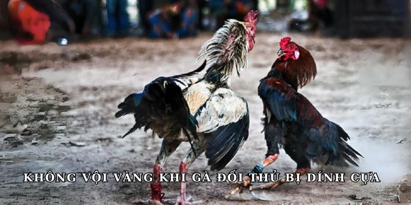 Không vội vàng khi gà đối thủ bị dính cựa