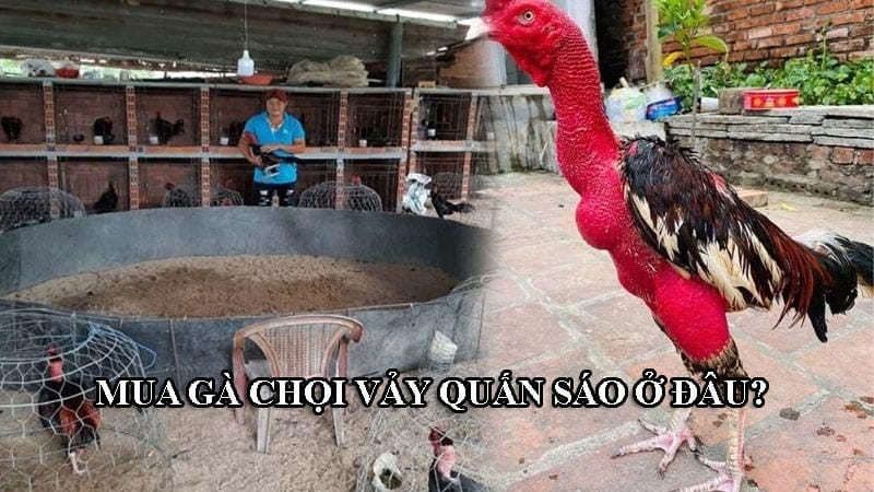 Mua gà chọi có vảy quấn sáo không dễ và không rẻ