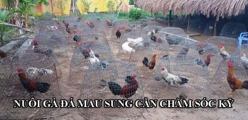 Gà đá cần chăm sóc kỹ hàng ngày 