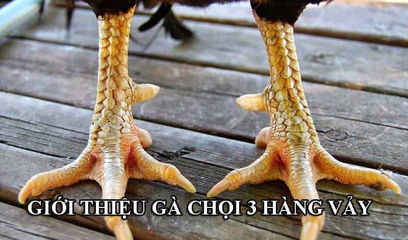 Giới thiệu về gà chọi có 3 hàng vảy