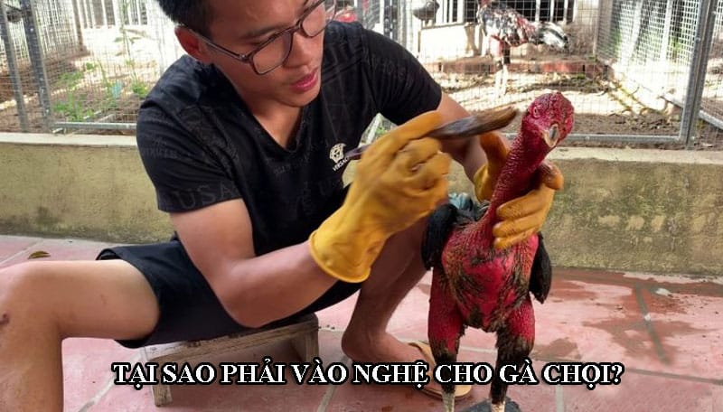 Vào nghệ là kỹ thuật rất quan trọng đối với những chiến kê 