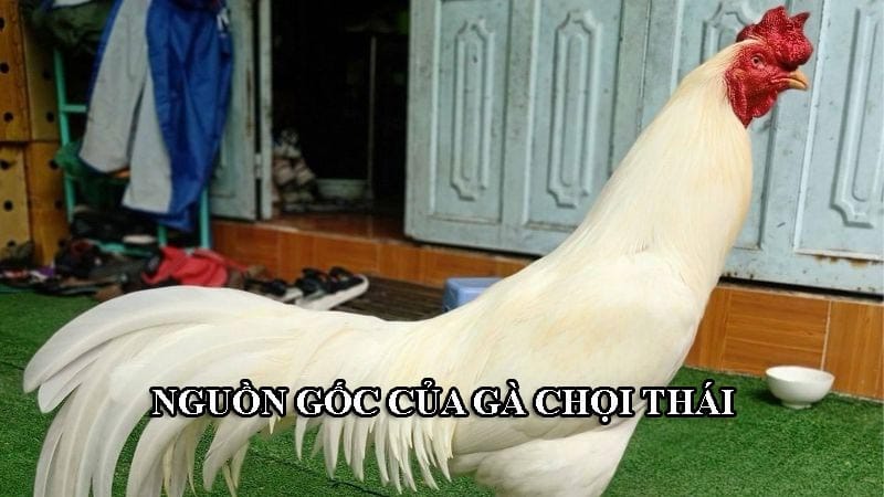 Nguồn gốc giống gà chọi này là đến từ Thái Lan, hoàn toàn thuần chủng