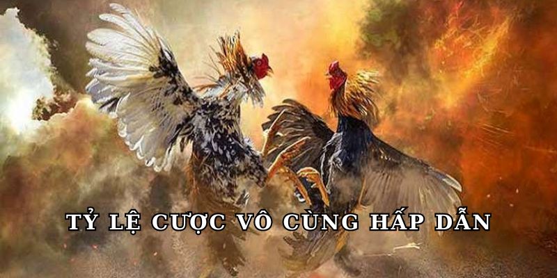 Tỷ lệ cược vô cùng hấp dẫn