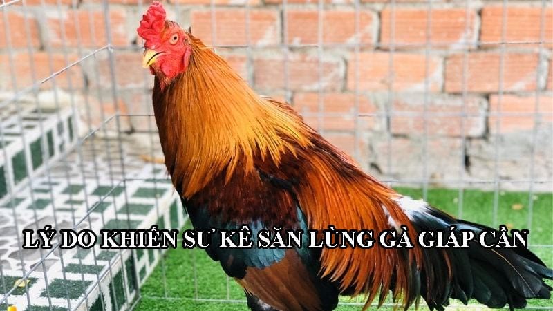 2 lý do chính khiến sư kê săn lùng chiến kê giáp cần