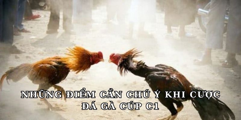 Những điểm cần chú ý khi cược đá gà cúp C1