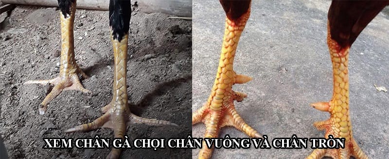 Gà chân vuông và chân tròn