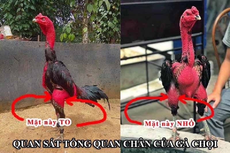 Chân gà chọi gồm 2 phần đùi và cẳng gà