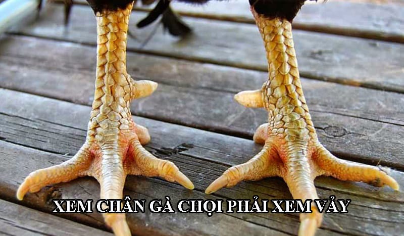 Vảy chân của gà chọi đa dạng về hình dáng và màu sắc