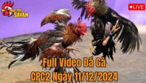 Full Video Đá Gà CPC02 Trực Tiếp Ngày 11/12/2024