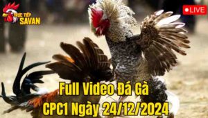 Full Video Đá Gà CPC1 Trực Tiếp Ngày 00/12/2024