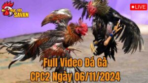 Full Video Đá Gà CPC2 Trực Tiếp Ngày 06/12/2024