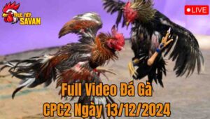 Full Video Đá Gà CPC2 Trực Tiếp Ngày 13/12/2024