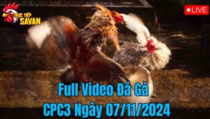 Full Video Đá Gà CPC3 Trực Tiếp Ngày 07/12/2024