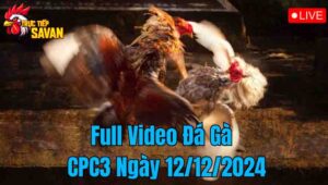 Full Video Đá Gà CPC3 Trực Tiếp Ngày 12/12/2024