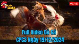 Full Video Đá Gà CPC3 Trực Tiếp Ngày 19/12/2024