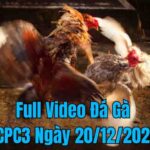 Full Video Đá Gà CPC3 Trực Tiếp Ngày 20/12/2024