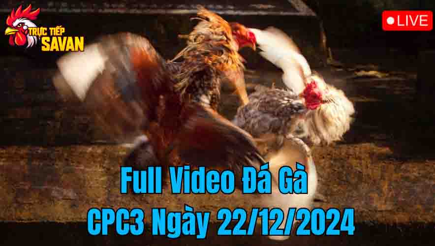 Full Video Đá Gà CPC3 Trực Tiếp Ngày 22/12/2024